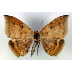 /filer/webapps/moths/media/images/M/macronephra_Achaea_HT_RMCA_03.jpg