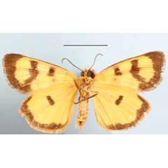 /filer/webapps/moths/media/images/A/amabilis_Crameria_A_MGCLb_01.JPG