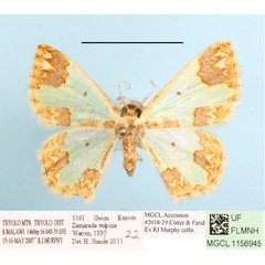 /filer/webapps/moths/media/images/V/vulpina_Zamarada_A_MGCLa_01.JPG