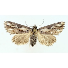 /filer/webapps/moths/media/images/O/opsiphora_Phytometra_AF_TMSA_01.jpg