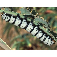 /filer/webapps/moths/media/images/T/trimenii_Eochroa_C_Wolfe_02.jpg
