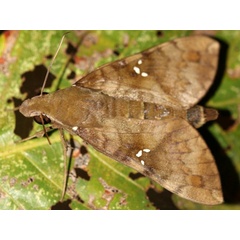 /filer/webapps/moths/media/images/P/peneus_Nephele_A_Grimm.jpg