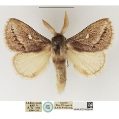 /filer/webapps/moths/media/images/S/strigifascia_Beralade_STM_NHMUK_03.jpg