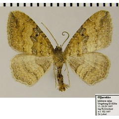 /filer/webapps/moths/media/images/O/obstipata_Orthonama_AM_ZSMa.jpg