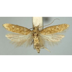 /filer/webapps/moths/media/images/A/aptatella_Scrobipalpa_AM_TMSA.jpg