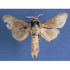/filer/webapps/moths/media/images/C/clathratus_Lebedodes_HT_MfN.jpg
