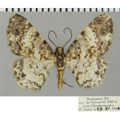 /filer/webapps/moths/media/images/S/sublutea_Ectropis_AM_ZSMa.jpg