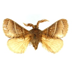 /filer/webapps/moths/media/images/L/lepta_Bombycopsis_AM_SNHM.jpg