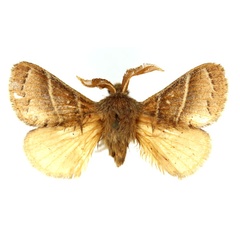 /filer/webapps/moths/media/images/L/lepta_Bombycopsis_AM_SNHM.jpg