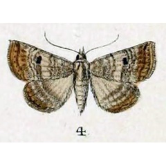 /filer/webapps/moths/media/images/S/sopora_Myana_HT_Swinhoe_48_4.jpg