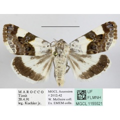 /filer/webapps/moths/media/images/L/lucida_Acontia_MGCLa_03.JPG