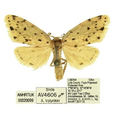 /filer/webapps/moths/media/images/M/microsticta_Siccia_AM_ANHRT_01.jpg