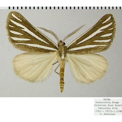 /filer/webapps/moths/media/images/A/alcidata_Pseudomaenas_AM_ZSMa.jpg