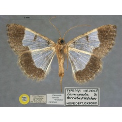 /filer/webapps/moths/media/images/T/torrida_Zamarada_PT_OUMNH_02.jpg