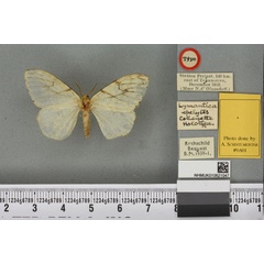 /filer/webapps/moths/media/images/E/epelytes_Lymantica_HT_BMNHa.jpg