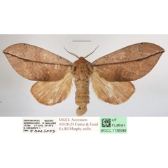 /filer/webapps/moths/media/images/E/exusta_Brachychira_AF_MGCLa_01.JPG