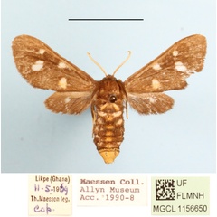 /filer/webapps/moths/media/images/M/melaleuca_Anapisa_AF_MGCLa_02.JPG