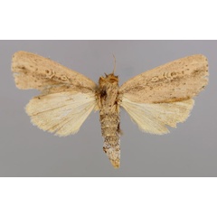 /filer/webapps/moths/media/images/M/mesophaena_Sciomesa_A_RMCA_03.jpg