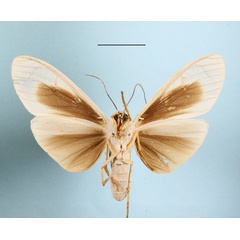 /filer/webapps/moths/media/images/A/androfusca_Amerila_AM_MGCLb_01.JPG