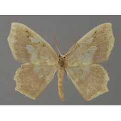 /filer/webapps/moths/media/images/J/jaspidaria_Hydatopsis_PT_ZSM_01.jpg