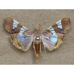 /filer/webapps/moths/media/images/B/bitriangulalis_Glyphodes_A_Butler.jpg