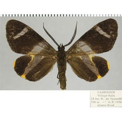 /filer/webapps/moths/media/images/F/fuliginosa_Pitthea_AM_ZSMa.jpg