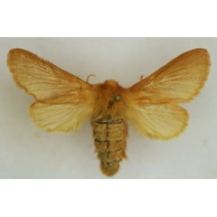 /filer/webapps/moths/media/images/P/puengeleri_Lasiocampa_AF_Stroehle.jpg