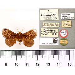 /filer/webapps/moths/media/images/M/melanosticta_Miresa_HT_BMNH.jpg