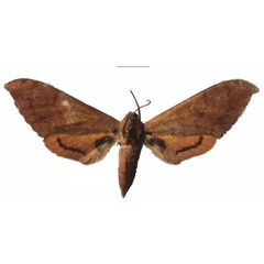 /filer/webapps/moths/media/images/A/axis_Pseudoclanis_PTF_Dargea.jpg