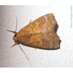 /filer/webapps/moths/media/images/A/auragoides_Anomis_A_Bippus.jpg