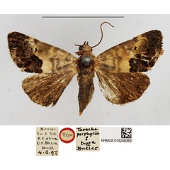 /filer/webapps/moths/media/images/P/porphyrea_Tarache_STF_NHMUK.jpg