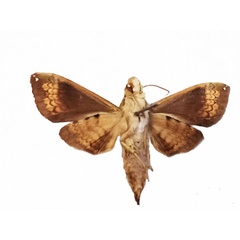 /filer/webapps/moths/media/images/M/muscosa_Antinephele_AM_MNHNb.jpg