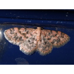 /filer/webapps/moths/media/images/R/ruficolor_Scopula_A_Roland.jpg