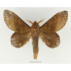 /filer/webapps/moths/media/images/Z/zopheropa_Mallocampa_AM_Basquin_02.jpg