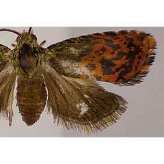 /filer/webapps/moths/media/images/P/psychotriae_Anthozela_PTF_USNM.jpg