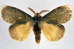 Enomotarcha adversa