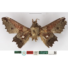 /filer/webapps/moths/media/images/G/gerstaeckerii_Gastropacha_STM_NHMUK.jpg