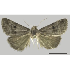 /filer/webapps/moths/media/images/G/gaedei_Ozarba_AM_ZMJU.jpg