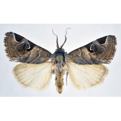 /filer/webapps/moths/media/images/T/tessenei_Brevipecten_AM_NHMO_01.jpg