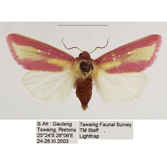 /filer/webapps/moths/media/images/D/disticta_Timora_AF_TMSA_01.jpg