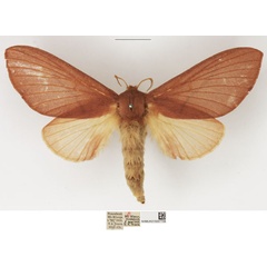/filer/webapps/moths/media/images/C/capreolus_Pachymeta_AF_NHMUK.jpg