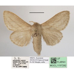 /filer/webapps/moths/media/images/B/bistrigata_Beralade_A_MGCLa_01.JPG
