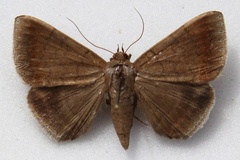 Achaea oblita