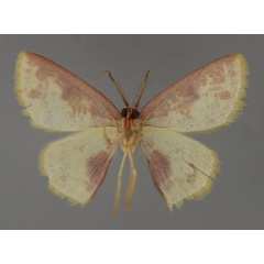 /filer/webapps/moths/media/images/A/abdominalis_Chrysocraspeda_HT_ZSM_02.jpg