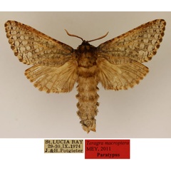 /filer/webapps/moths/media/images/M/macroptera_Teragra_PT_TMSA_01_Rg1L73N.jpg