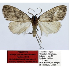 /filer/webapps/moths/media/images/K/knudlarseni_Nola_PT_Aulombard.jpg