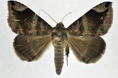 Dysgonia palpalis