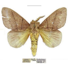 /filer/webapps/moths/media/images/I/irrorata_Gastroplakaeis_HT_CMNH.jpg