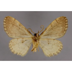 /filer/webapps/moths/media/images/A/anfractilinea_Discomiosis_A_ZSM_02.jpg