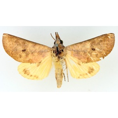 /filer/webapps/moths/media/images/O/ornithopotis_Hemiceratoides_AF_TMSA.jpg